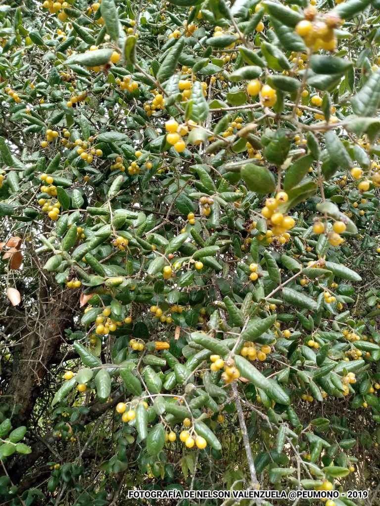 En la imagen se muestran los pequeños frutos de del boldo que se aprecian maduros y en abundacia